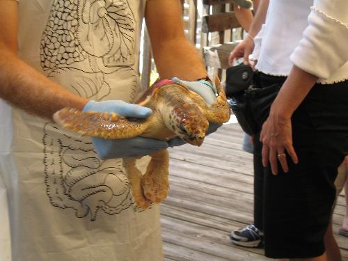 Gumbo Limbo Sea Turtle - Picture of Polly the Sea Turtle at Gumbo Limbo