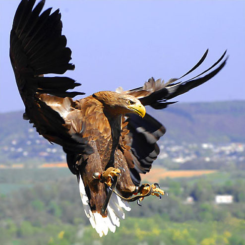 the eagle - it is flying