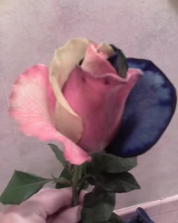 Tye Dye Rose - I took this photo with my cell phone. It doesn't show the vibrant red and yellow that the rose had. But it is still beautiful and amazing to me.