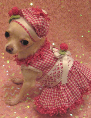 dog in clothes - Here is a dog that is wearing clothes.
Do you ever dress your dog up? dog in clothes - Here is a dog that is wearing clothes.
Do you ever dress your dog up?