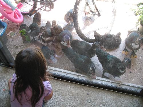 Picture of mama and baby ducklings in my patio. - Picture of the mama duck and her ducklings trying to get in my place.