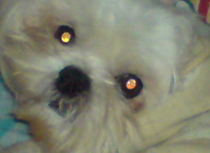 My puppy Love - In this picture, My puppy Fattie he's so adorable.I used to hate animals, but now I love em so much