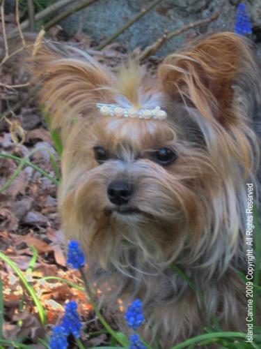 Princess Roxy Cooling in the Shade - Shade is a great place to allow the dogs to hang out. Walking in the early morning or later on in the evenings is a sure way to prevent over heating.