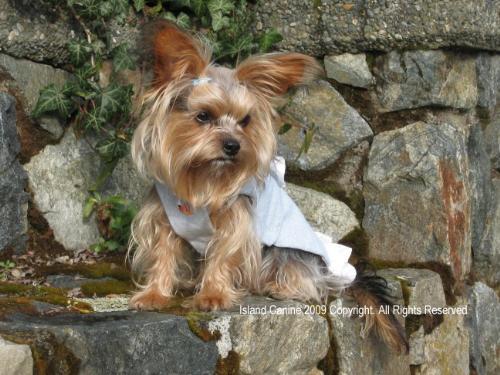 A Short Walk on a Sunny Day - Short walks are good, as long as their is water on hand.  Small dogs that have a lot of hair seem to get hot very quickly.