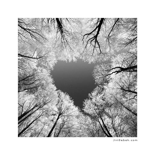 Heart,trees - The picture shows the heart in the middle.This has been selected as the best photograph in some other on line community site.