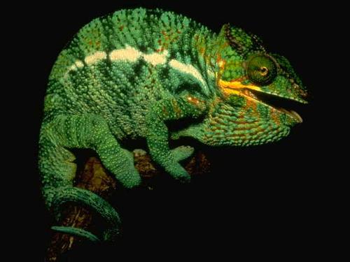 iguana - iguana...