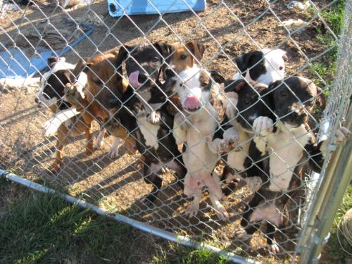 puppies - the infamous troublemakers