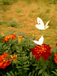 butterfly - liang shan bo and zhu ying tai, do you know? what? hehe, in othere word,romeo and juliet.