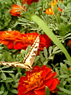 butterfly - ....