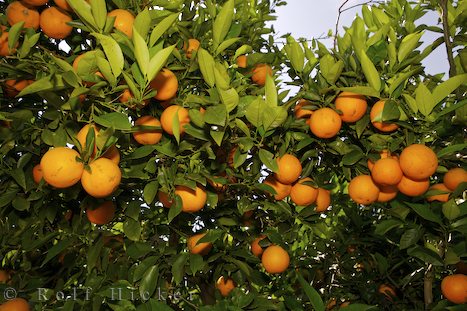 oranges - fruit selection with the right flavour selection.