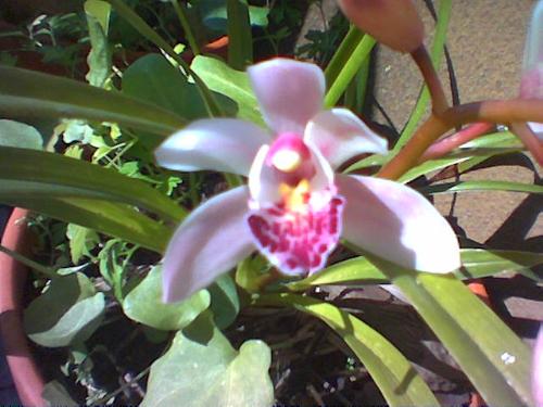 Orchid - This is a Cymbidum orchid in my garden.