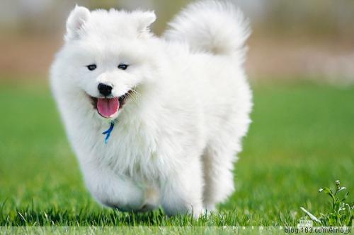 Puppy - I love puppies.