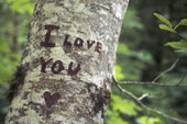 I Love You - I Love You message carved on a tree trunk
