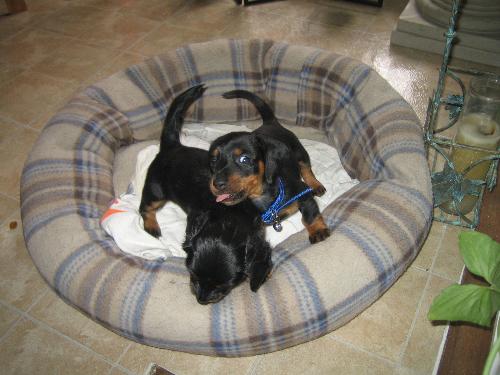 dogs - Elvis with his sister