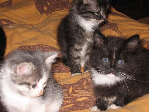 Simon, Sox & Blaze - Simon and 2 of the others