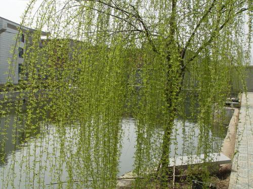 osier - a kind of tree with long and thin branches hanging.they usually can be found at the side of rivers.