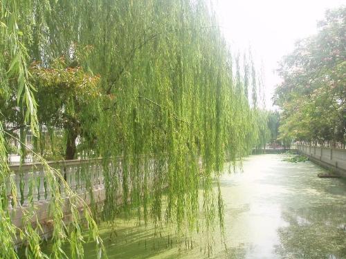 osier - a kind of tree with long and thin branches hanging.they usuall can be found at the side of rivers