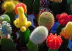 cactus - that's really me cactus - that's really me