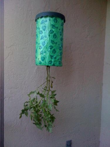 Tomato in Topsy Turvy - This is a picture of my tomato plant in a Topsy Turvy planter.