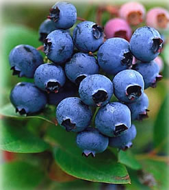 Blueberries - Yummy blueberries