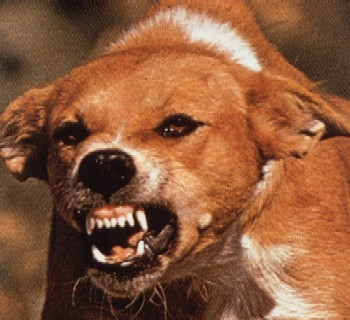 Growling dog - It beats me why some dogs don&#039;t like me.How about your experience?