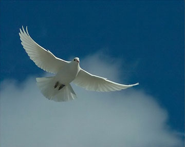 White Dove - Dove is always referred as a symbol of peace.....while Jesus was baptized there was a phrase in the bible which said '....and a dove came and rested on him'.....many religious meetings these days start the meetings with the release of a dove as a symbol and instrument of peace......