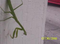 Praying Mantis - Praying Mantis on my porch.  He didn&#039;t seem to mind getting his pic taken.