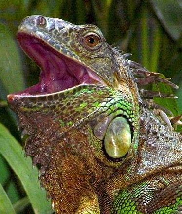 iguana - iguana head shot