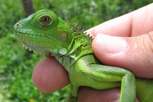 iguana - neon green iguana