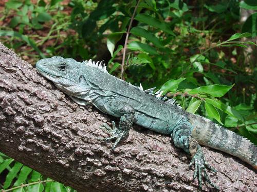 iguana - iguana resting in a tree