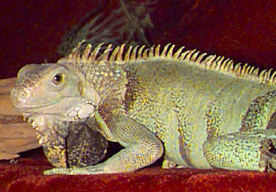 iguana - iguana just hanging out!