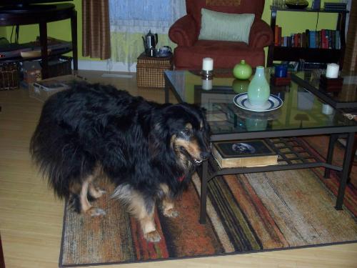 Sparks Spunky - She's my best friend, and I mean that! LOL