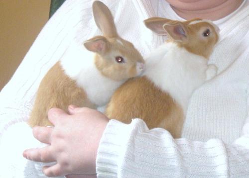 Angel and Sweetheart - The most adorable Grandbunnies anyone ever had! lol xxx
