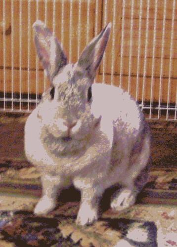 My rescue foster bunny Chelsea - This is Chelsea. House rabbits are wonderful pets. Check out http://www.rabbit.org the website of the House Rabbit Society