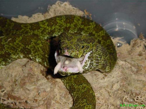 a very singularity chinese snake - a very singularity chinese snake,this is a snake only live in china