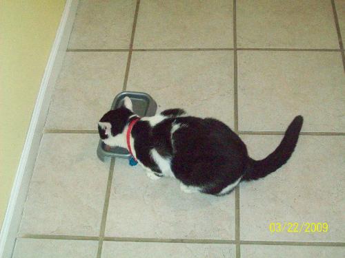 My Cat Eating - This is a picture of my cat eating some of his food in my kitchen.