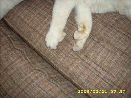 exta paw? - hear is a pic of his extras
