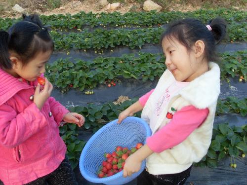 Strawberry and my girl - we went to pick up Strawberry last two monthes,my girl really enjoyed that with her friend.