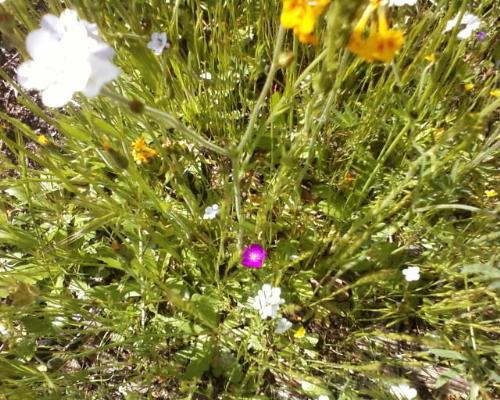 Life is beautiful - The only purple flower at the lake. 