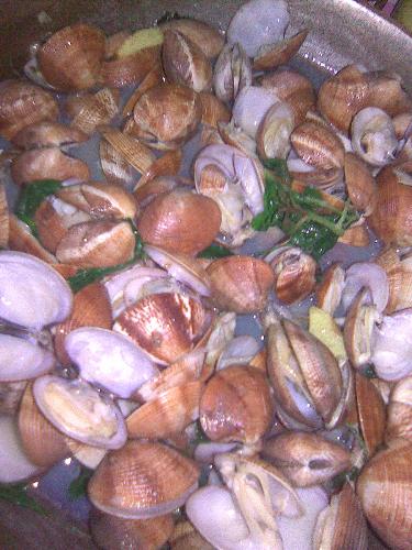 Clams - a favorite clam