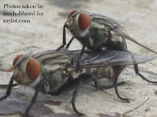 flies on their reproduction process - reproducing kids :)