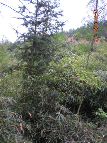 forest - We went to clime a small hill last sunday. There are some trees on the hill just like a forest. We had a happy weekend that day!