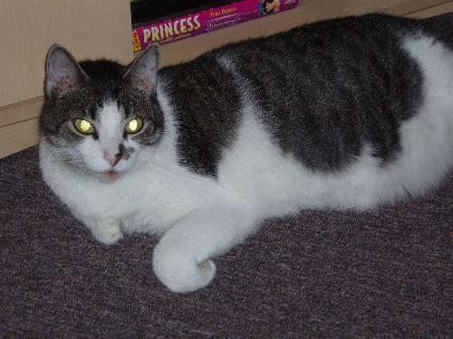 Guibosche - This is my fixed female 11 year old cat Guibosche (gee-bosh)