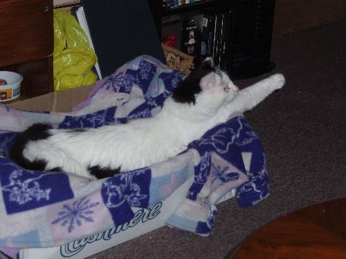 My cat, Lucky - Lucky is all stretched out.  He just loves to stretch out to sleep.