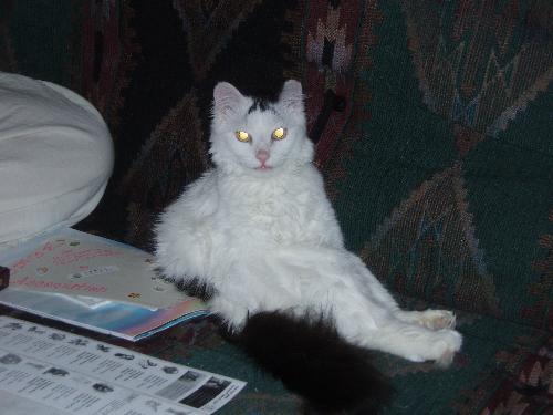 Lucky sitting - This cat has a personality like no other.    Here he is sitting with his legs stuck out.   Weird kitty...LOL