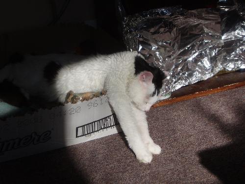 silly sleeping kitty - Here is my cat Lucky.   What a character.   He is 16 months old and always sleeps, sits and plays so weird.