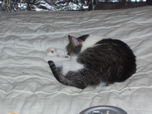 Sleeping Guibosche - My 11 year old female cat having a catnap.  She is still very active and loves to play.  She also, like all cats, sleeps most of the day.  She is a daddy's girl :))