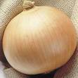 Onions - Onions
