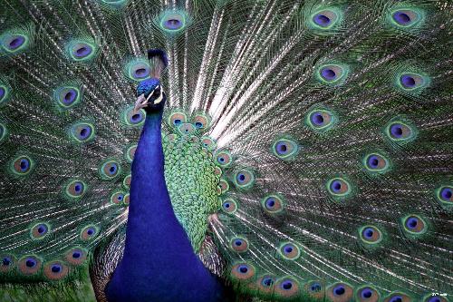 peacock - See how beautiful peacock is.