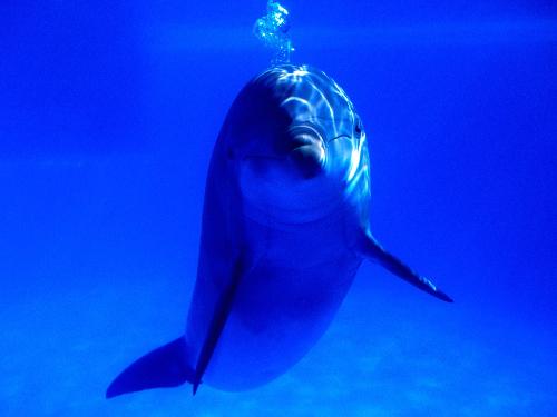 dolphin - dolphin fish